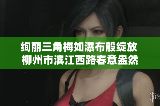 绚丽三角梅如瀑布般绽放 柳州市滨江西路春意盎然